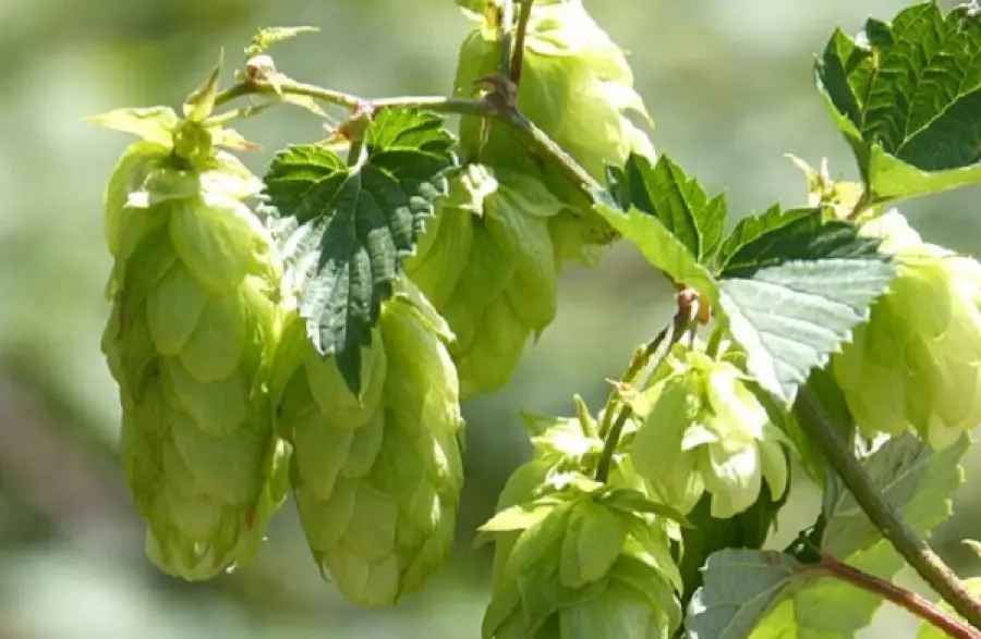 Cos'è il luppolo e perché si usa nella birra