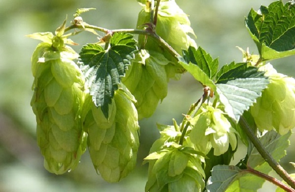 Cos'è il luppolo e perché si usa nella birra