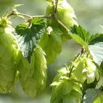 Cos'è il luppolo e perché si usa nella birra